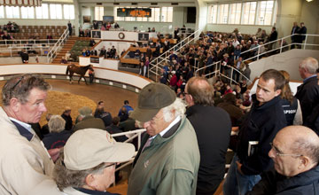 Tattersalls 05.10.10 - Lot 59 Galileo filly bought by John Magnier for 1.2m guineas Tattersalls 05.10.10 - Lot 59 Galileo filly bought by John Magnier for 1.2m guineas