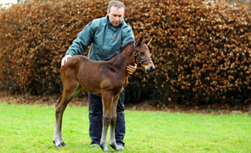 The first foal to be born out of Sea The Stars with Michael Martin Kildalkey 24.01.2011 The first foal to be born out of Sea The Stars with Michael Martin Kildalkey 24.01.2011