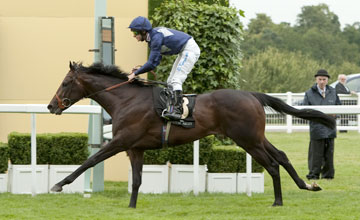 Brown Panther Ascot - 16/06/2011