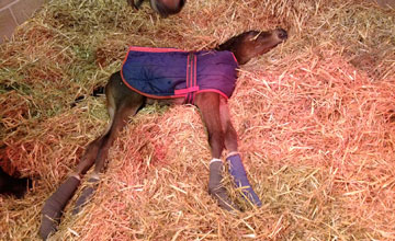Snoozing Foal Snoozing Foal