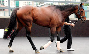 Treasure Beach - AP QEII Cup selected overseas runner Treasure Beach, representing Ireland, arrived at Sha Tin Racecourse today (24 April). Treasure Beach - AP QEII Cup selected overseas runner Treasure Beach, representing Ireland, arrived at Sha Tin Racecourse today (24 April).