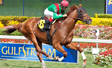 Animal Kingdom - Gulfstream - 19/02/2012