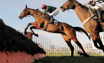 Calgary Bay Horse