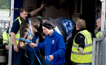 Black Caviar Arrives