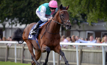 Kingman: connections feel he is short for the 2,000 Guineas at 5-1