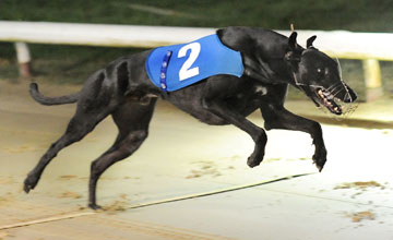 FARLOE WARHAWK Henlow 4th October 2012