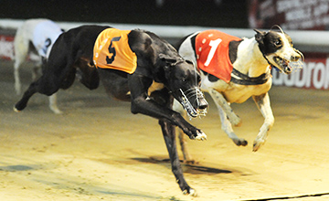 White Soks Roks (T5): an impressive winner of his Golden Jacket semi