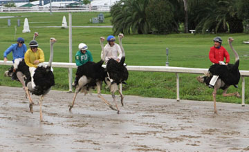 Ostrich-race- Ostrich-race-