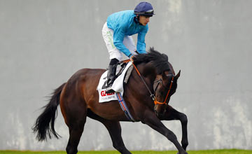 Brown Panther 15.09.12