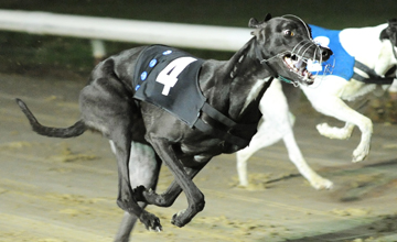 Droopys Lorenzo