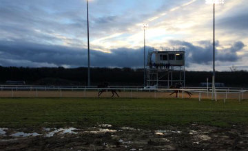 chelmsford city racing horses track morning working friday