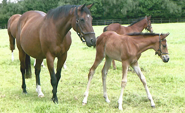 Nuryana and her foal called Fleche DOr, who later became dam of Golden Horn