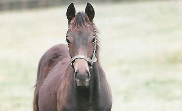 Golden Horn as a foal