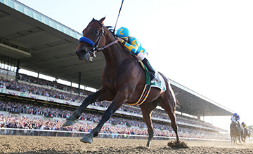 American Pharoah: Captured the hearts of a nation in no uncertain terms