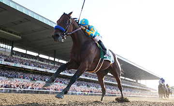 American Pharoah: the world's best racehorse of 2015