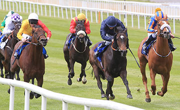 Derby hopes for Giovanni Canaletto (right) come unstuck yesterday as he is beaten by Curvy (dark blue) in the Gallinule Stakes