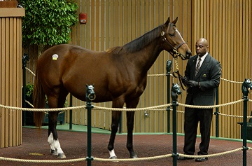 Joyfully: topped trade on day two at $575,000 Joyfully: topped trade on day two at $575,000