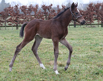 FOAL FOR BALLYLINCH STUD FOAL FOR BALLYLINCH STUD